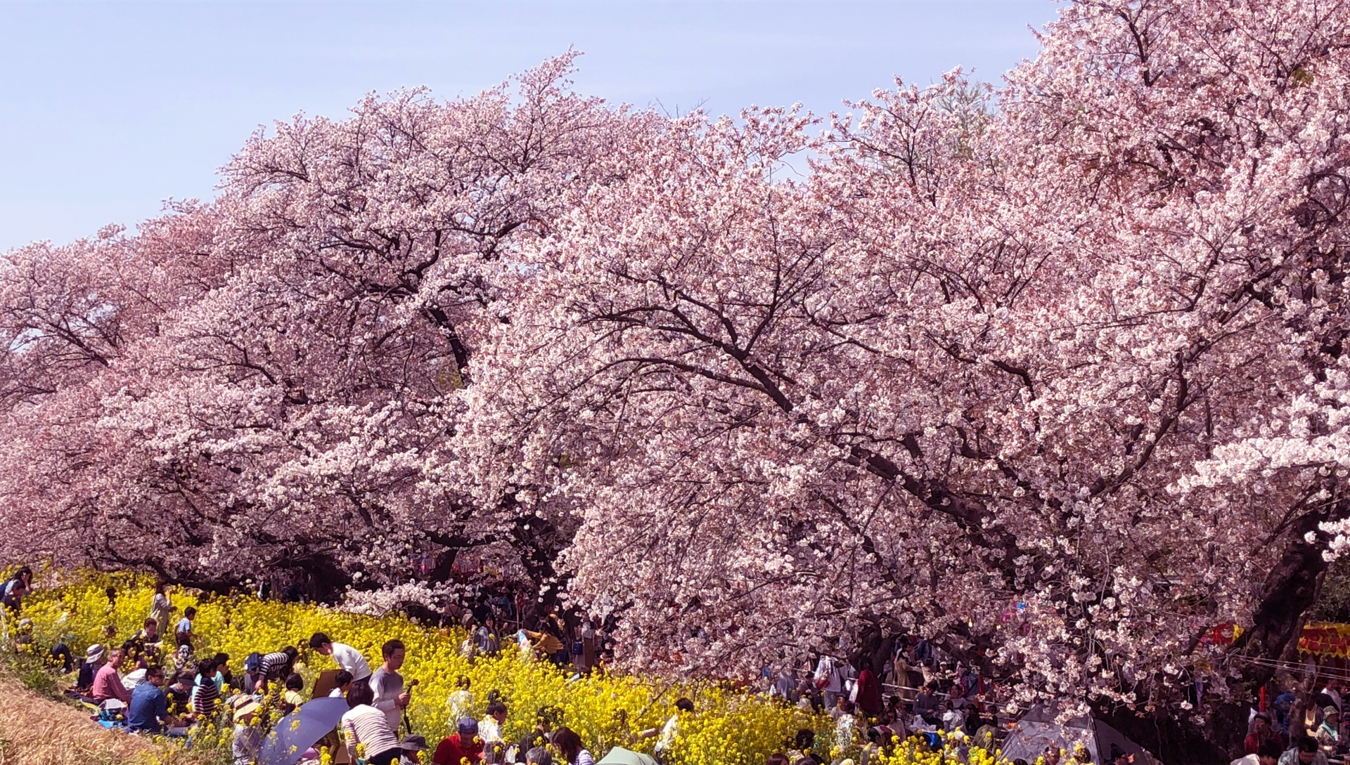 熊谷桜堤の桜の見頃の時期は 混雑は 駐車場はある 鴻巣ダイアリー